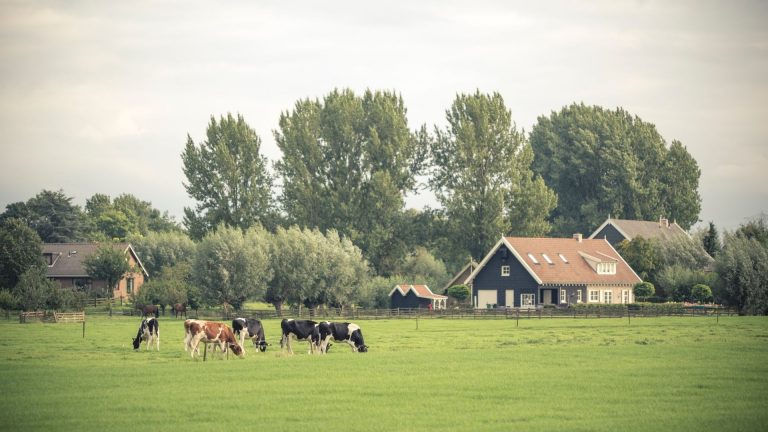 Eine Gruppe Kühe grasen auf einem Feld bei Viechtach.